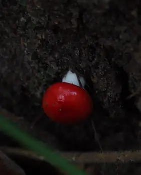 Vagevuurbos en Lippensgoed-Bulskampveld (België)